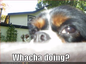 Whacha doing?