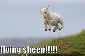 flying sheep!!!!!