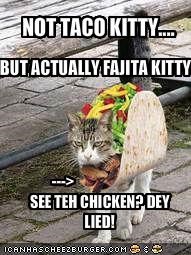 NOT TACO KITTY....