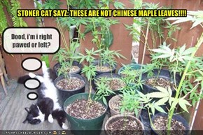 STONER CAT SAYZ: THESE ARE NOT CHINESE MAPLE LEAVES!!!!