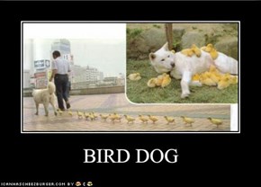 BIRD DOG