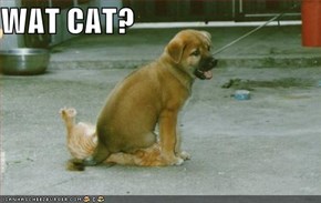 WAT CAT?