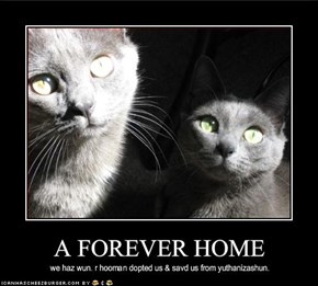A FOREVER HOME
