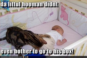 da littul hooman didnt  even bother to go to his box!