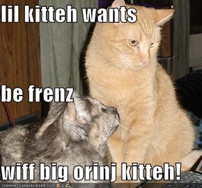 lil kitteh wants be frenz wiff big orinj kitteh!