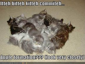 Itteh bitteh kitteh commiteh...  Apple formation??? (look very closely)