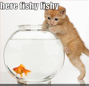here fishy fishy