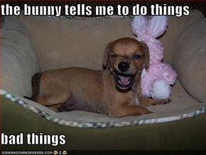 the bunny tells me to do things  bad things