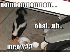 nomnomnomnom...                          ohai...uh...      meow??