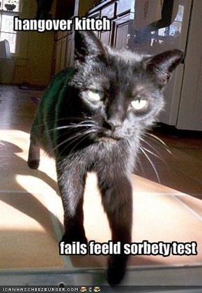 hangover kitteh