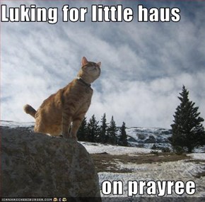 Luking for little haus  on prayree