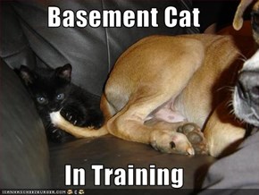 Basement Cat  In Training