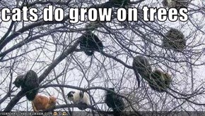 cats do grow on trees