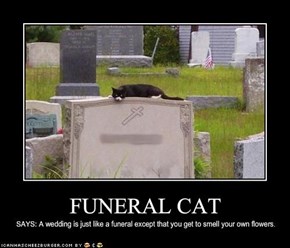 FUNERAL CAT