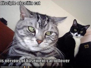 disciple of ceilin cat   is nervous of basement cat follower