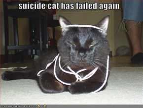 suicide cat has failed again