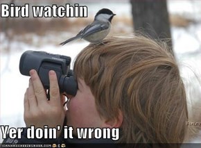 Bird watchin  Yer doin' it wrong