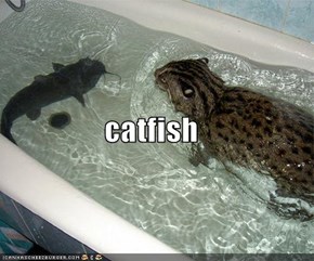 catfish