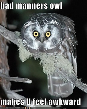bad manners owl  makes U feel awkward