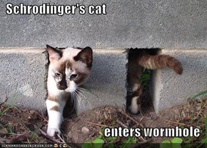 Schrodinger's cat  enters wormhole