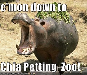 c'mon down to  Chia Petting  Zoo!