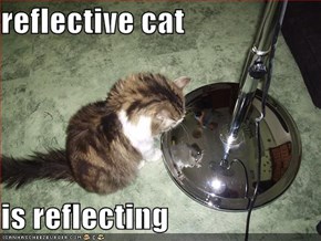 reflective cat  is reflecting
