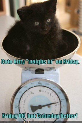 Cute kitty "weighs in" on Friday.  Friday OK, but Caturday better!