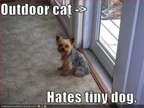 Outdoor cat ->  Hates tiny dog.