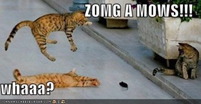 ZOMG A MOWS!!!  whaaa?
