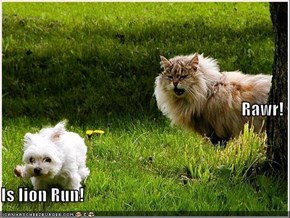 Rawr! Is lion Run!