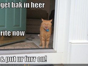 get bak in heer rite now & put ur furr on!