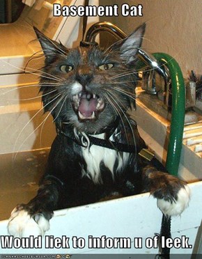 Basement Cat  Would liek to inform u of leek.