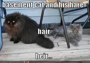 basement cat and his hare hair heir...