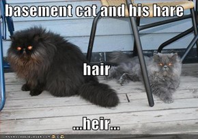 basement cat and his hare hair ...heir...