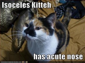 Isoceles Kitteh                          has acute nose
