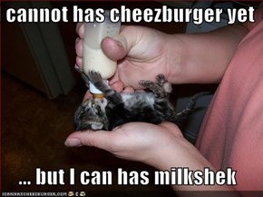 I cannot has cheezburger yet   ... but I can has milkshek
