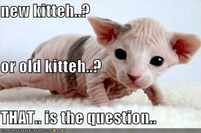 new kitteh..? or old kitteh..? THAT.. is the question..