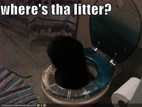 where's tha litter?
