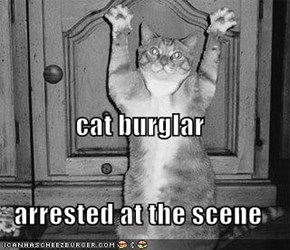 cat burglar arrested at the scene