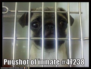 Pugshot of inmate #47238