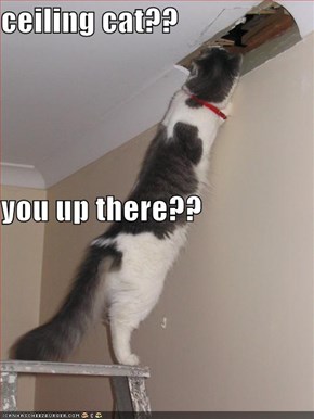 ceiling cat?? you up there??