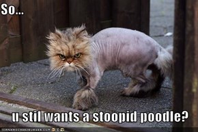 So...  u stil wants a stoopid poodle?