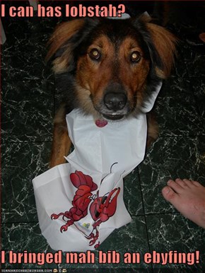I can has lobstah?  I bringed mah bib an ebyfing!