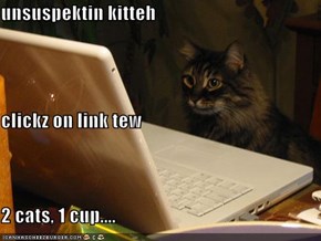 unsuspektin kitteh clickz on link tew 2 cats, 1 cup....