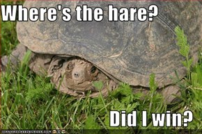 Where's the hare?  Did I win?