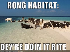RONG HABITAT:  DEY'RE DOIN IT RITE