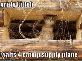 grizly kitteh  waits 4 catnip supply plane