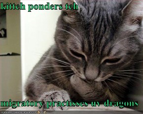 kitteh ponders teh   migratory practisses uv dragons