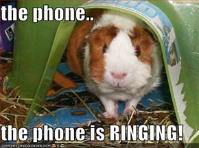 the phone..  the phone is RINGING!