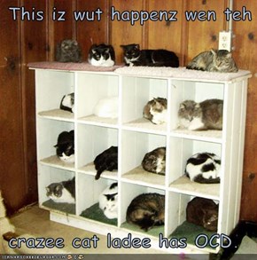 This iz wut happenz wen teh   crazee cat ladee has OCD.